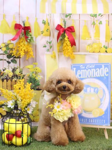 20240409ラブちゃん